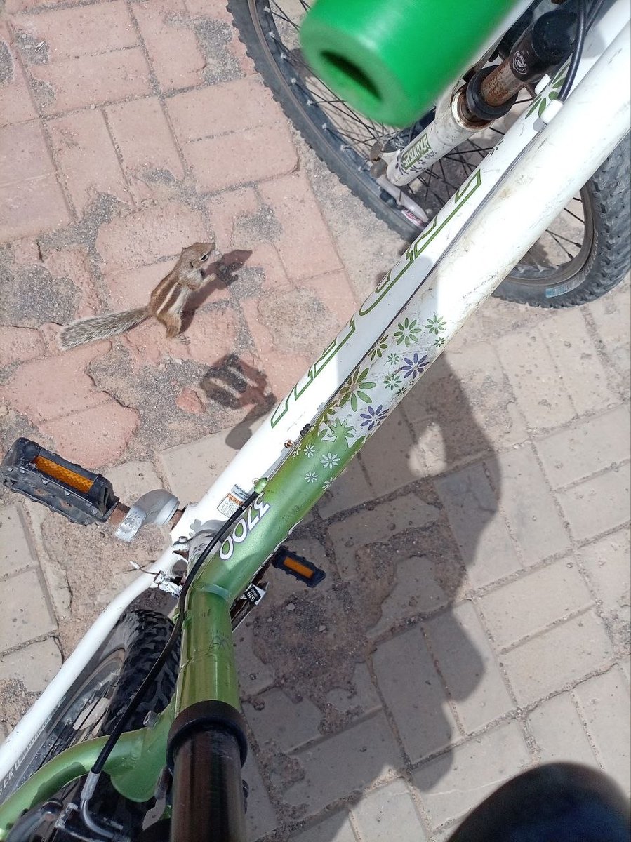 ruslan & laperm tweet media