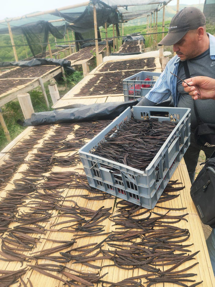 #Manabí |🌿 Ejecutamos vigilancia fitosanitaria en cultivos de vainilla, con el objetivo de fortalecer la sanidad vegetal y garantizar una producción libre de plagas. 

📍 Cantón Jaramijó. 

#ProducciónOrgánicaEc