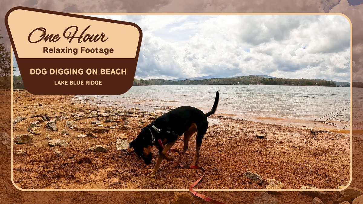 dadoodlydude's tweet photo. Relax to 1 hour of Aster digging on the beach while you work/sleep/study!

https://t.co/vo3BCBEFYC https://t.co/HluYvDUNoB