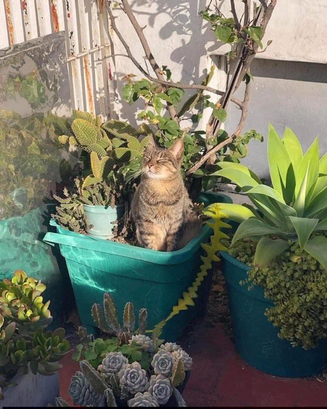 Que planta é essa??😂