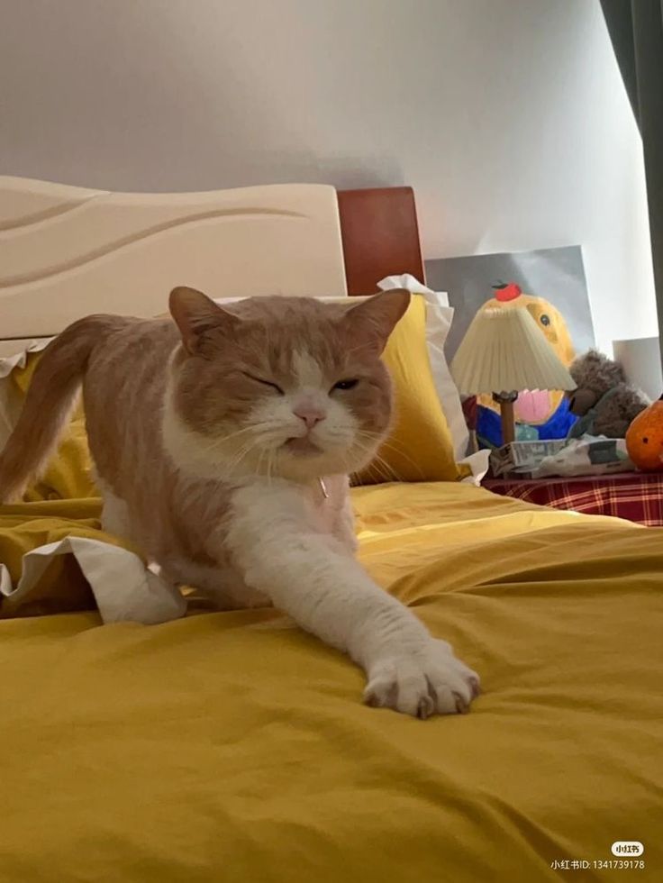 Cats all the way tweet media