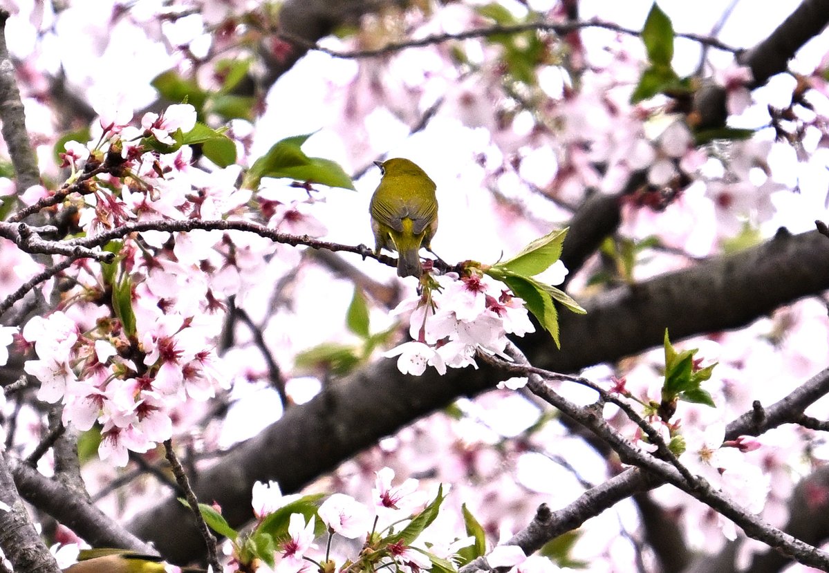 Murachan.M tweet media