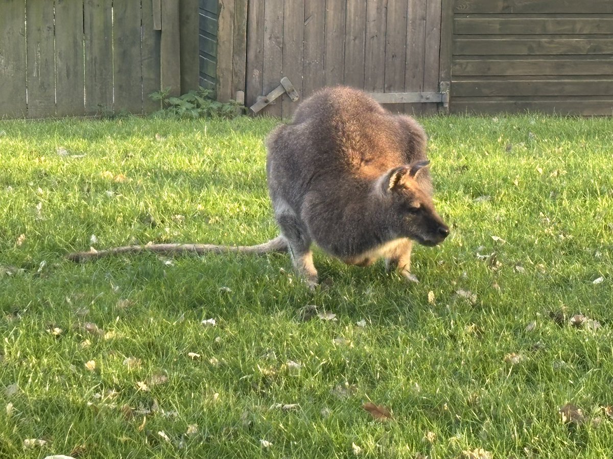 🅹🅾 🅲🅷🅰🅼🅱🅴🆁🅻🅰🅸🅽 🏴󠁧󠁢󠁥󠁮󠁧󠁿👕🇬🇧 tweet media