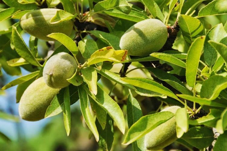 Sierra Valley Almonds tweet media