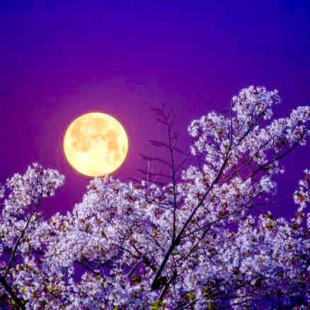 響おと🐻‍❄4/10大阪遠征 SEVEN DAYS京橋＊7/11&12/12名古屋 鶴舞Perch tweet media