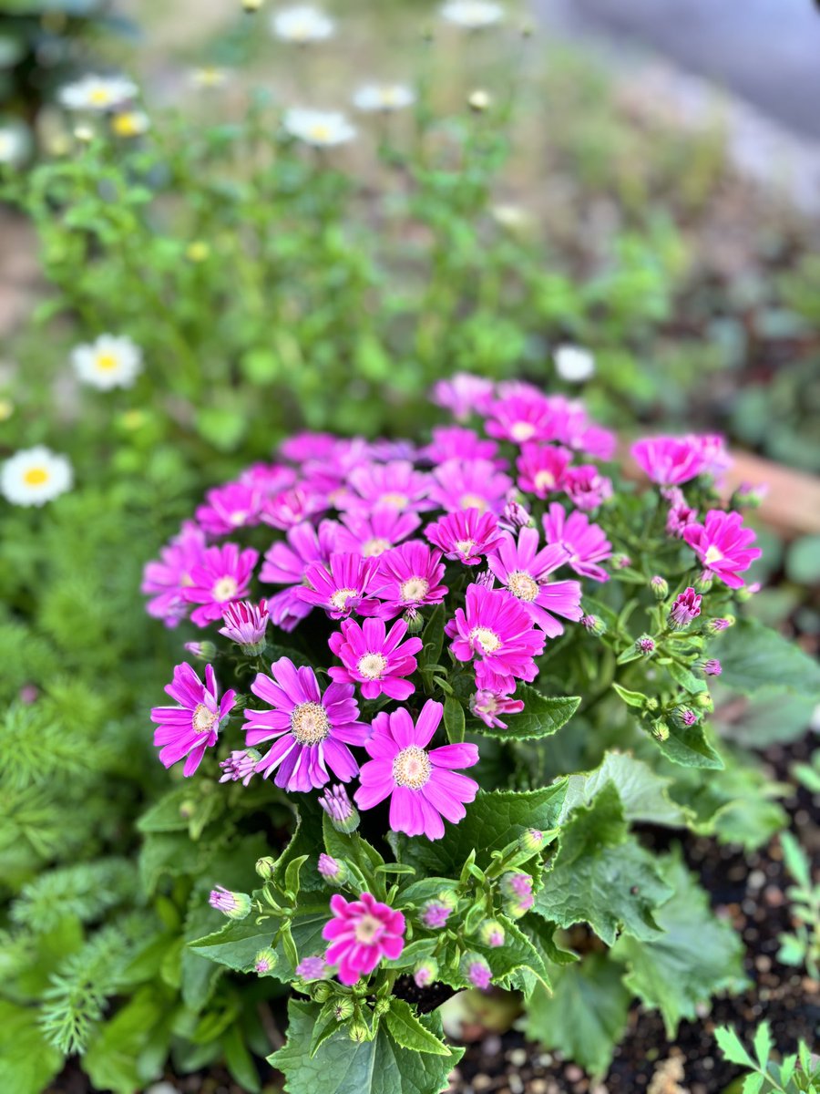 かいざわさん tweet media