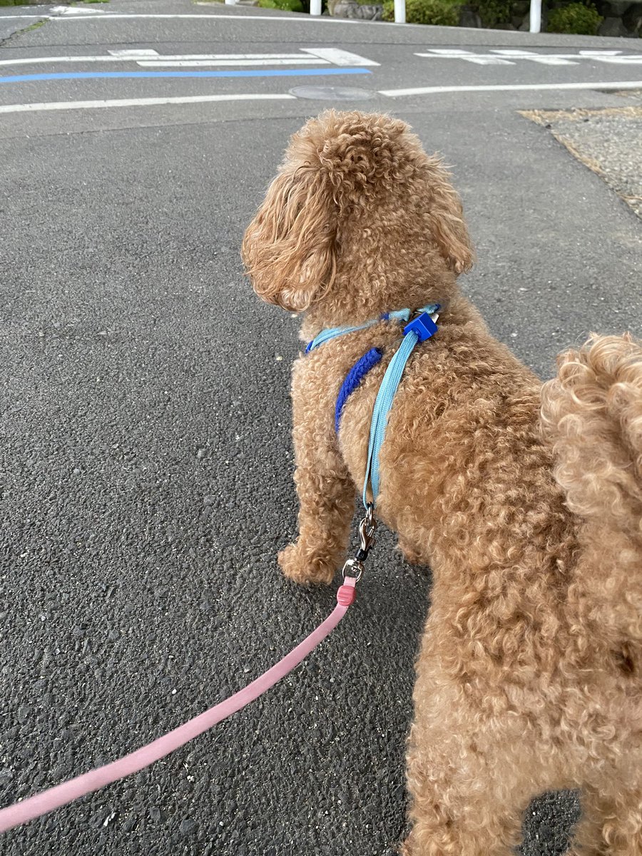 ちい🐌 tweet media