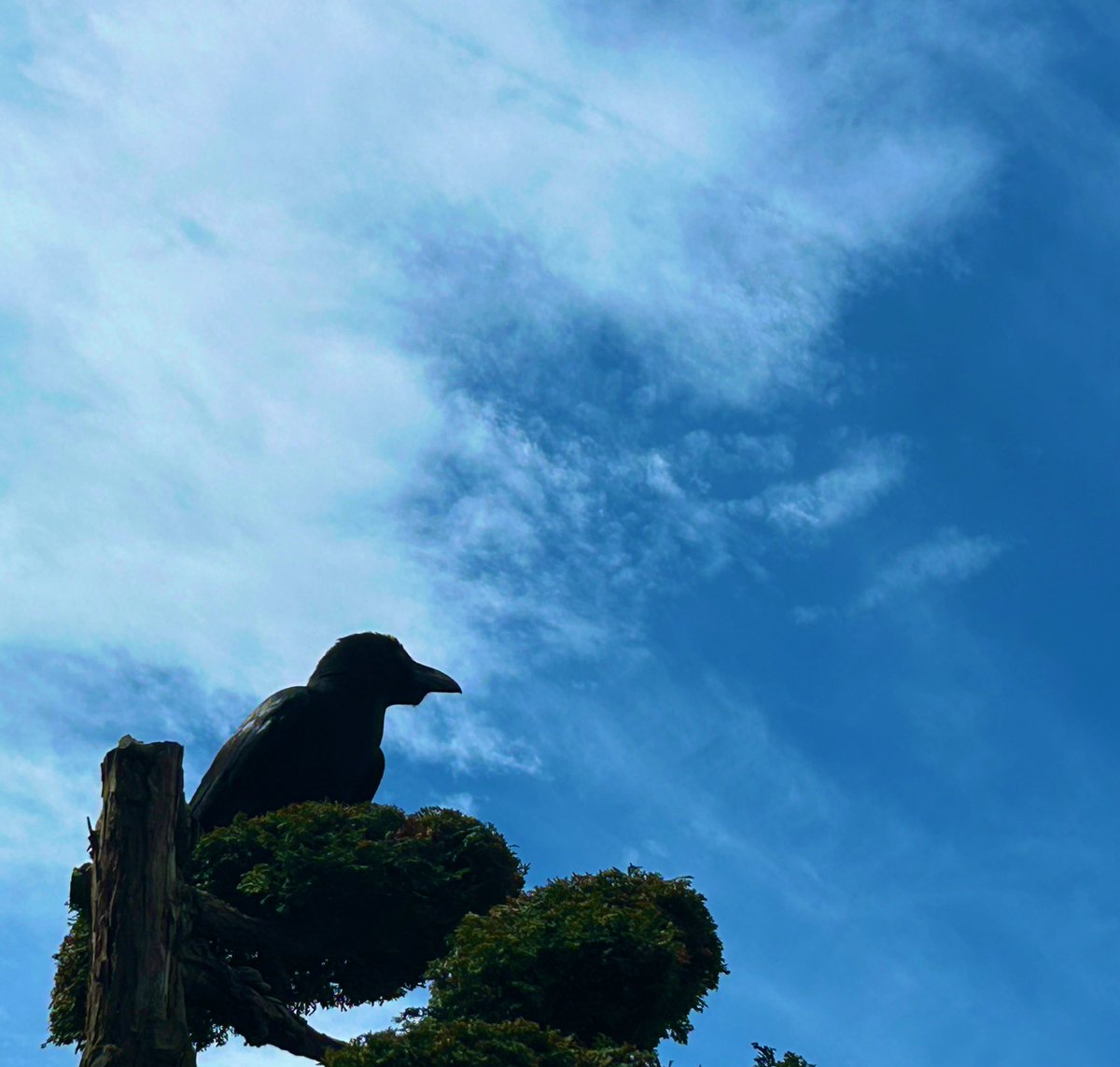 ワタリガラス tweet media