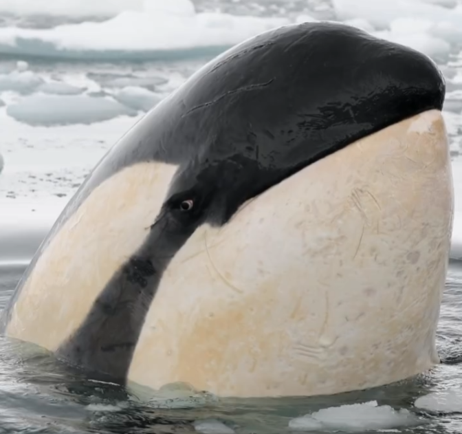 money_roof's tweet photo. me realizing there was no any big pump

yet

$orca https://t.co/MVyiEFAxEI
