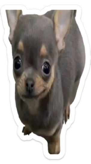 Luvvvshea's tweet photo. This is who they are being mean to 😞 btw this is me I am this dog meep maxxing https://t.co/KRn0lQsN15