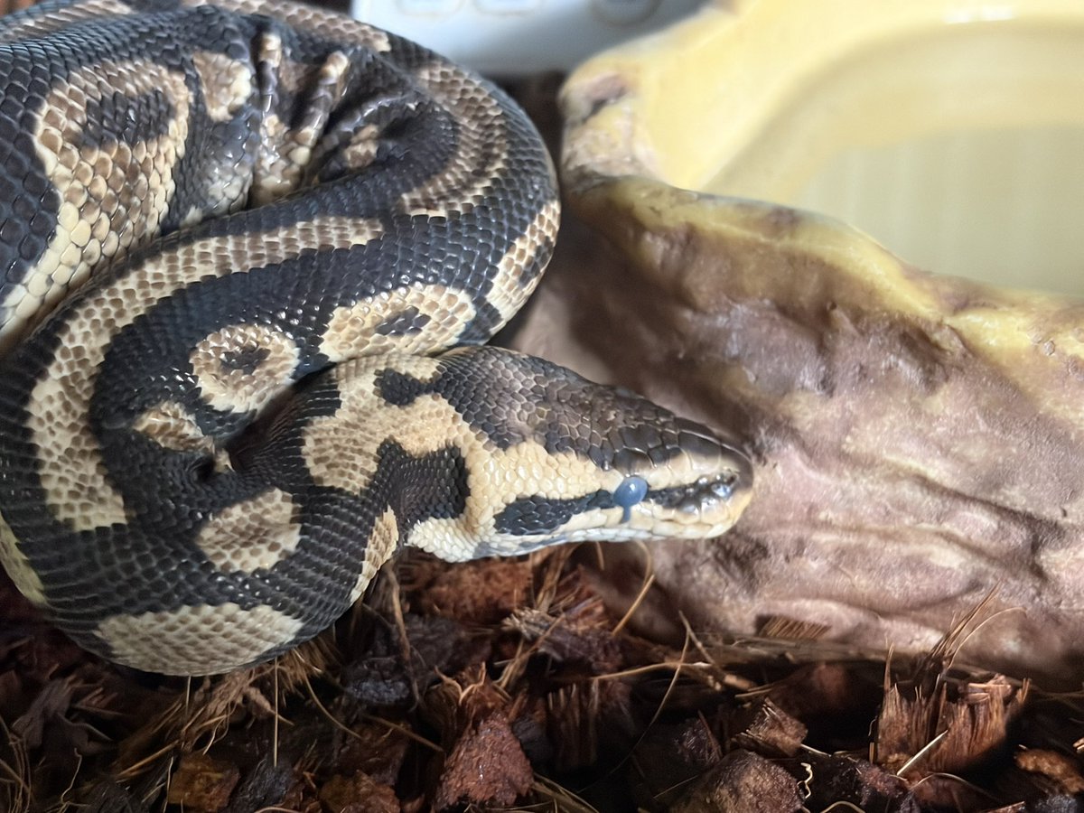 えだちゃん tweet media