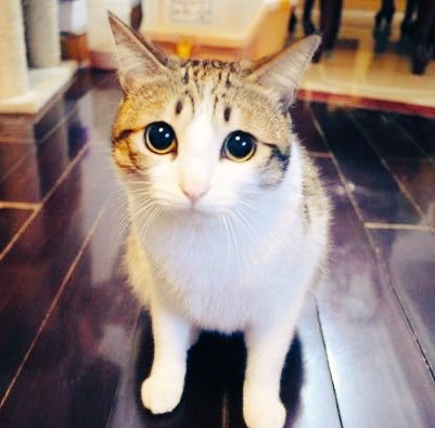 Daily Cat Posting tweet media