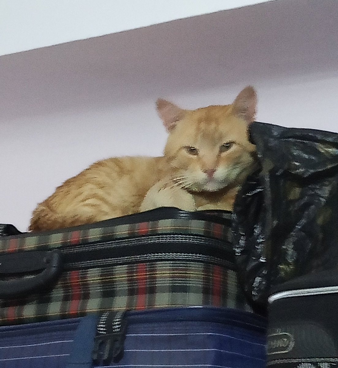 ▄︻デ𝐌𝐞𝐥𝐥𝐲══━一 tweet media