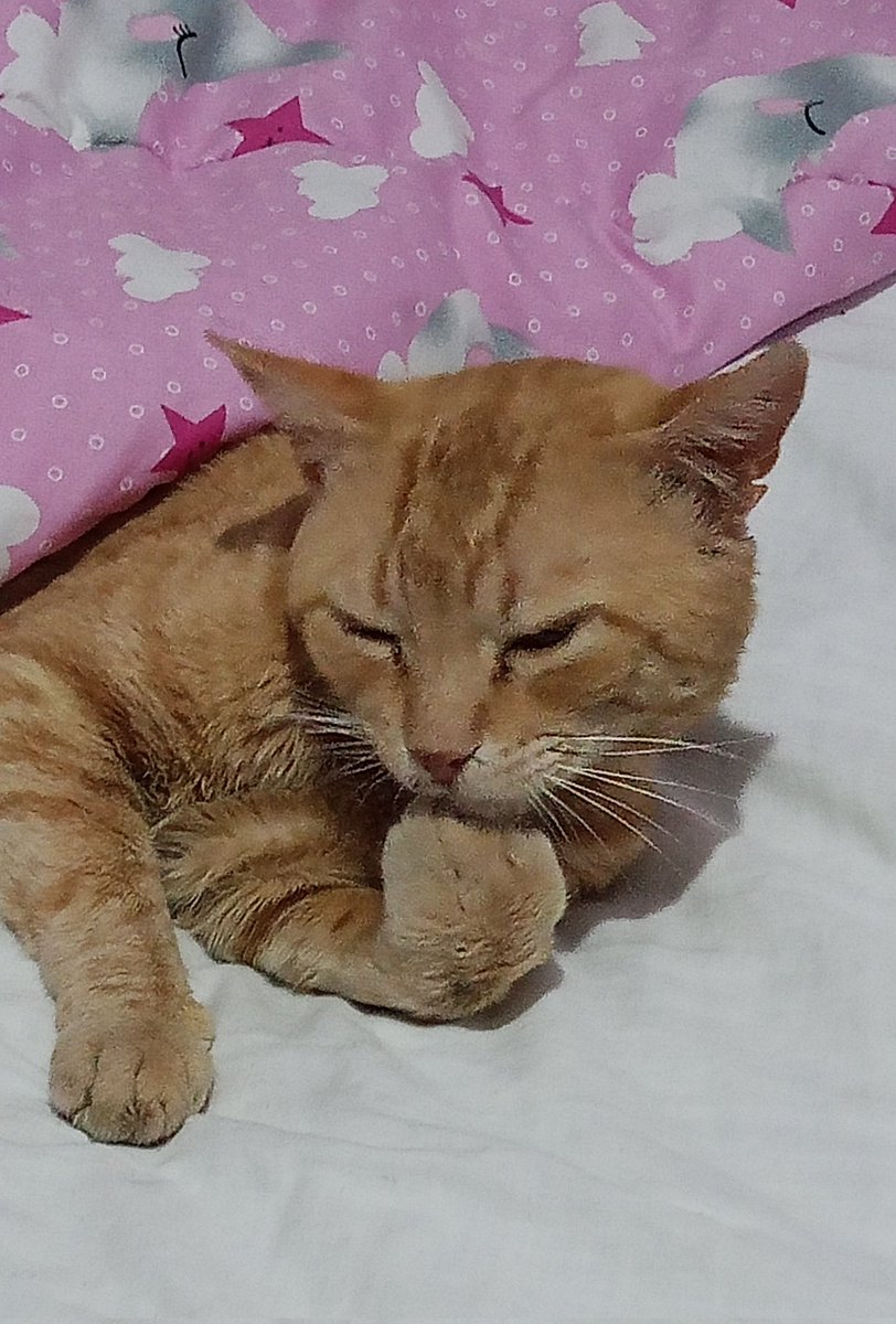 ▄︻デ𝐌𝐞𝐥𝐥𝐲══━一 tweet media