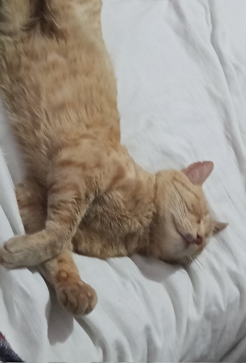 ▄︻デ𝐌𝐞𝐥𝐥𝐲══━一 tweet media