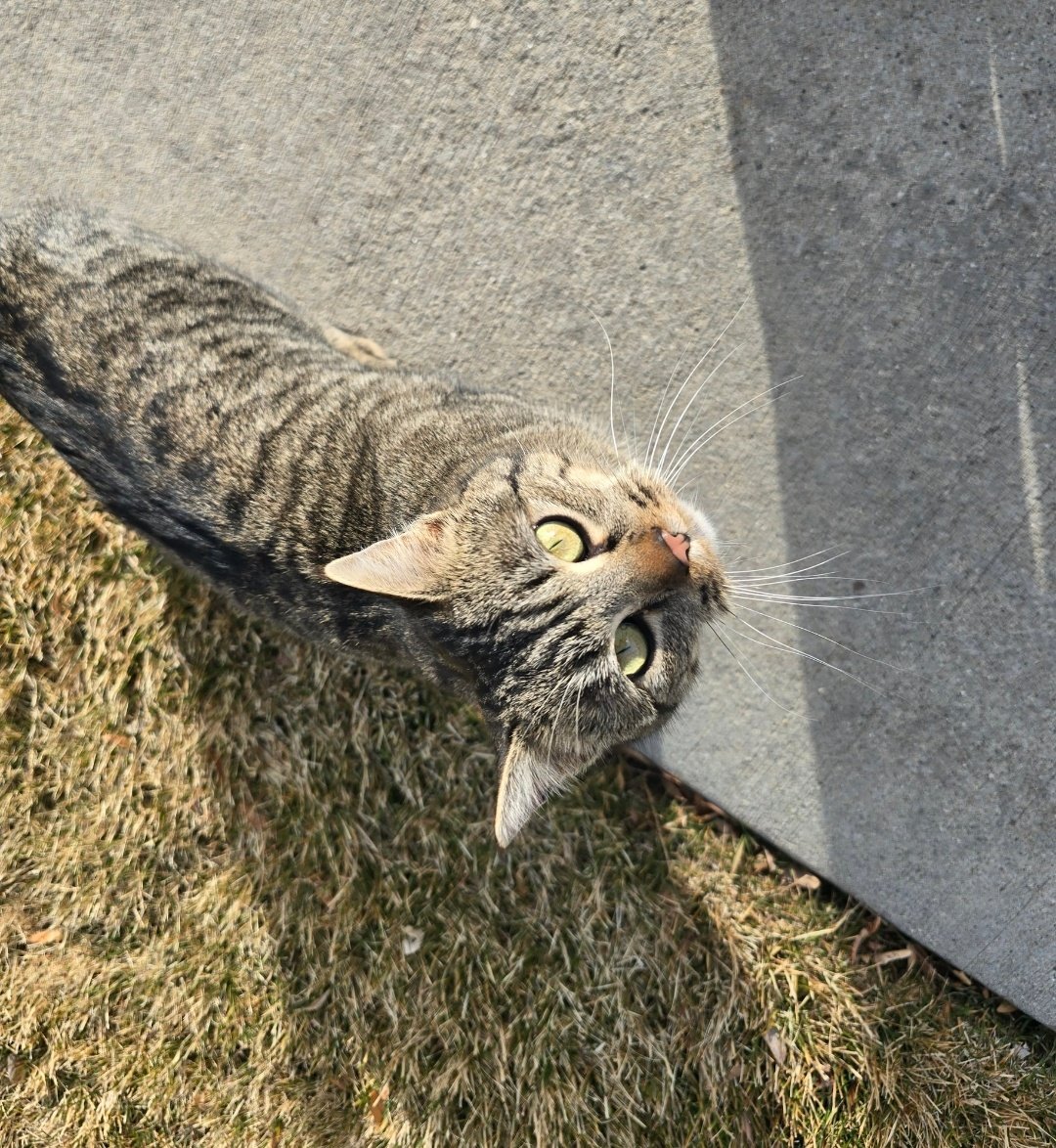 Pao's journal tweet media