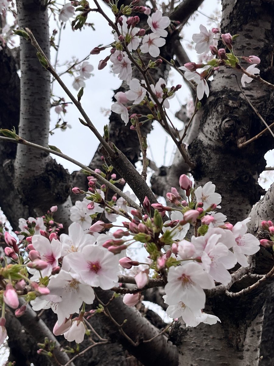 🍀よしだやこら🍀4/4〜通販 tweet media