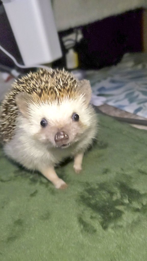 ちりすけ tweet media