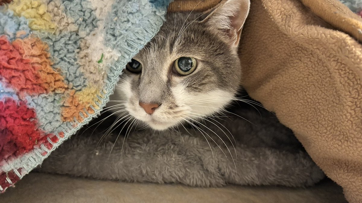 ササキオーモリ tweet media