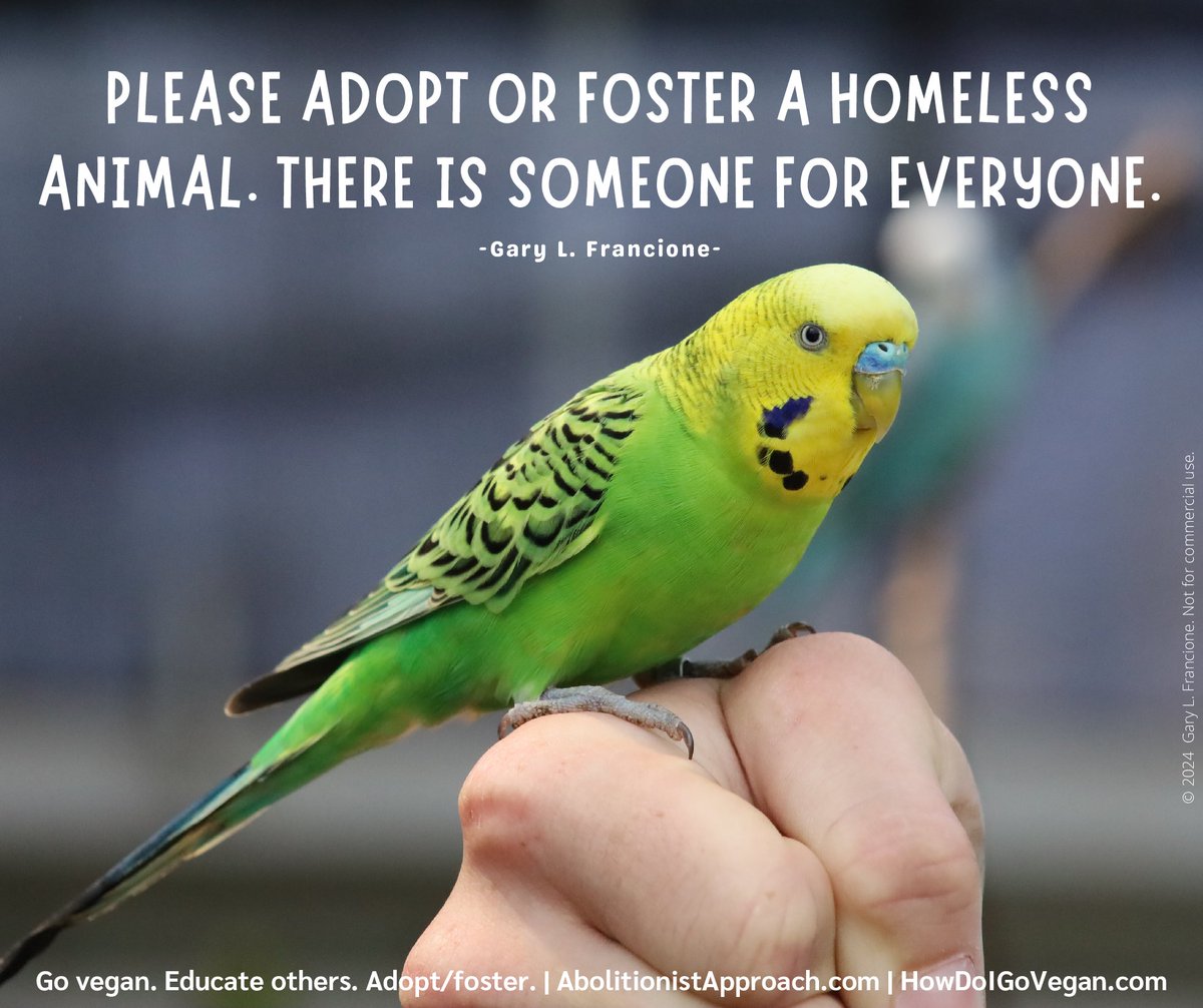 garylfrancione's tweet image. NYC-ACC kill lists now called "Emergency Placement". Shelter stress makes adoptions/fosters URGENT: tinyurl.com/EMERG-ACC Others here: tinyurl.com/FBK-ACC OR shelters near you. They are in this mess because of us. #Adopt #foster any animal(s) you can. Thank you &amp;amp; go #vegan.