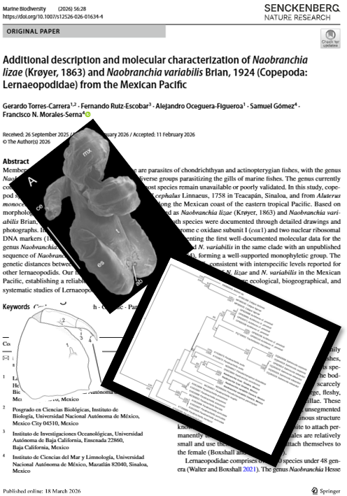 Pacific Parasites Mexico tweet media