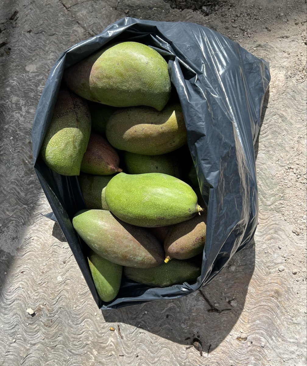 Mi abuelo Don Vicente Huan Miam, El Tigre Huan, cumplió años este 5 de abril y aunque se fue hace algunos años, ¡siempre nos llena de bendiciones!
Además, cuando llego a su casa de #Dzoncauich, nos tiene sorpresas: esta vez fueron mangos oro que algunos chiquillos se roban.🎂🎉🎁