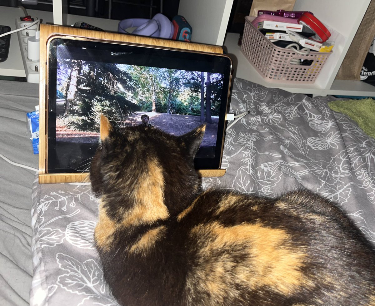 fumertue tweet media