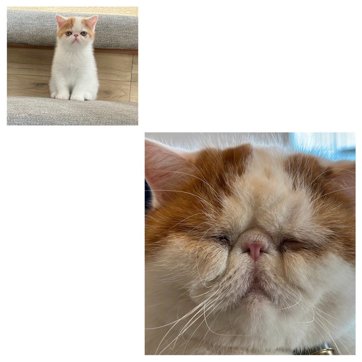 エキゾのきなこさん。 tweet media