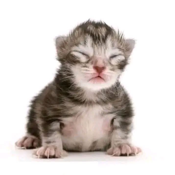 MaxEF/GatoEF456 tweet media