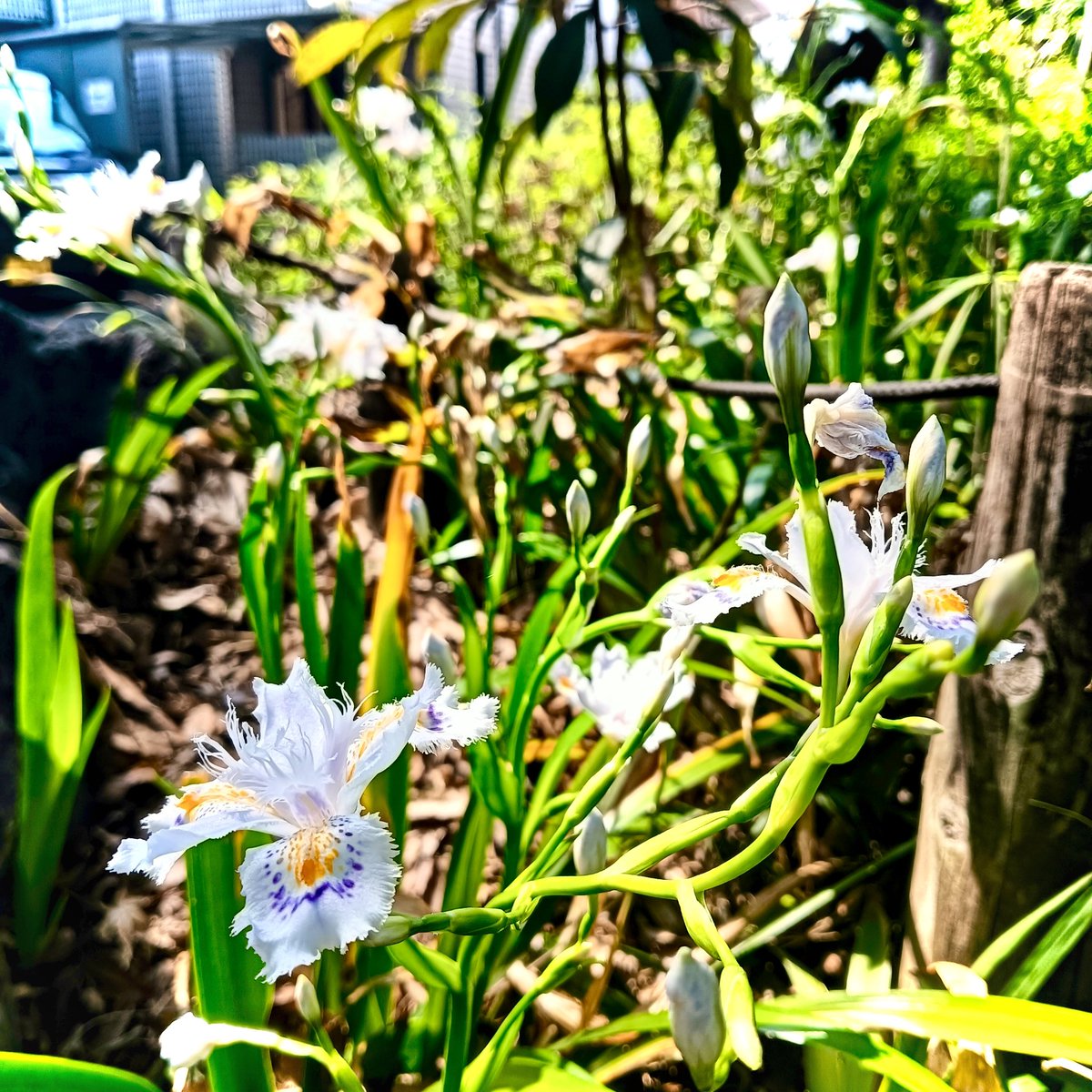 おはようございます☁🕷️
都内は昨日とは打って変わり曇り空☁今にも雨が振ってきそうです🌧️
最近の火曜日って大体こんな感じ…今日は折り畳み傘ですな☂️
こうゆう湿度高い日は髪がチリチリになっちゃうんですよね～🧑‍🦱年を追うごとに癖が強くなるの面倒くさ🤷
皆様、今日も良い一日を！😊