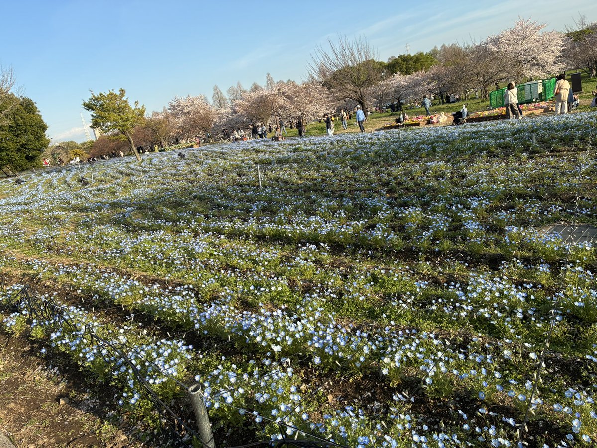 よき✳⚾️ tweet media