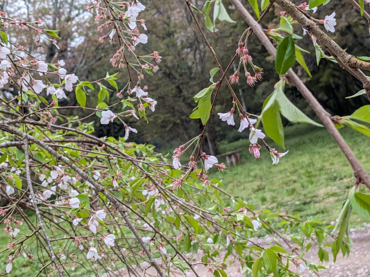 konsukey's tweet photo. 今年は出遅れたかな🌸
でも満足😆 https://t.co/oLJiiU6WP0