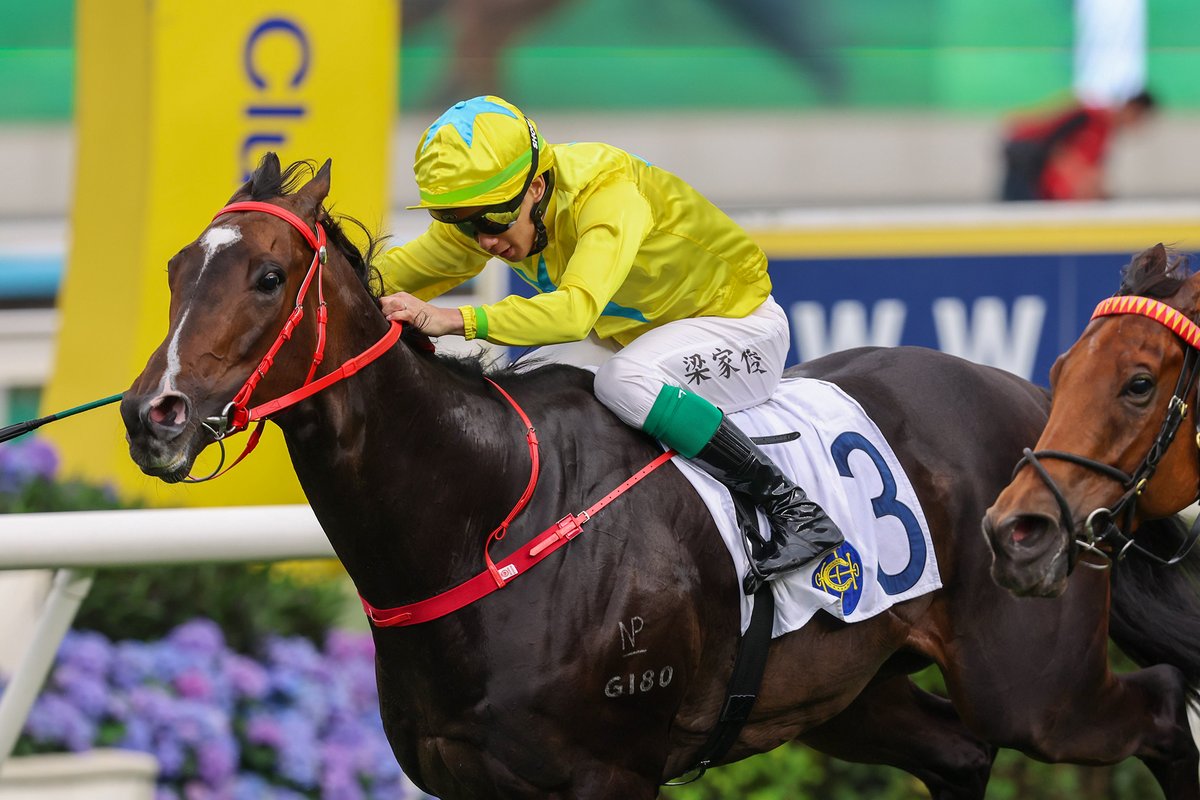 New Zealand Bloodstock tweet media