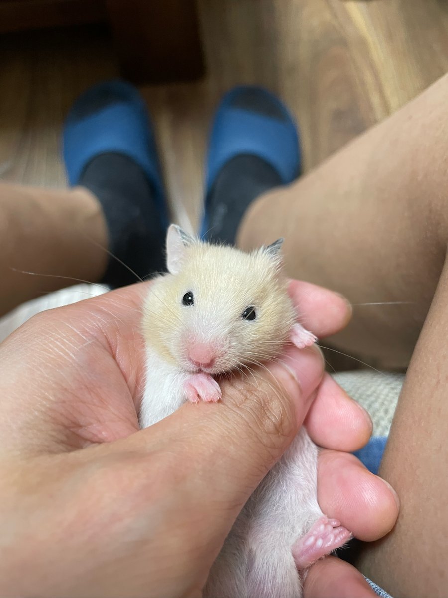 colton bozeman tweet media