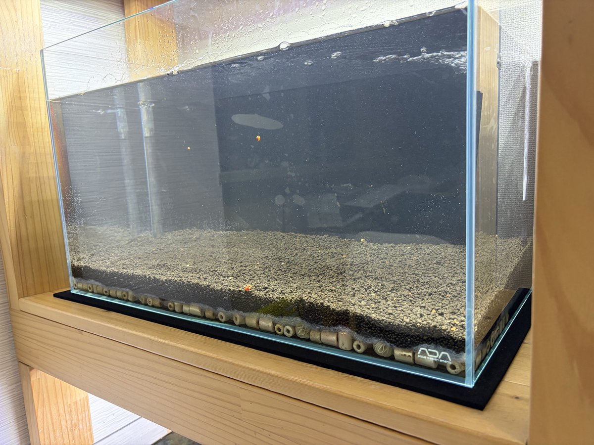 エビだら節 tweet media