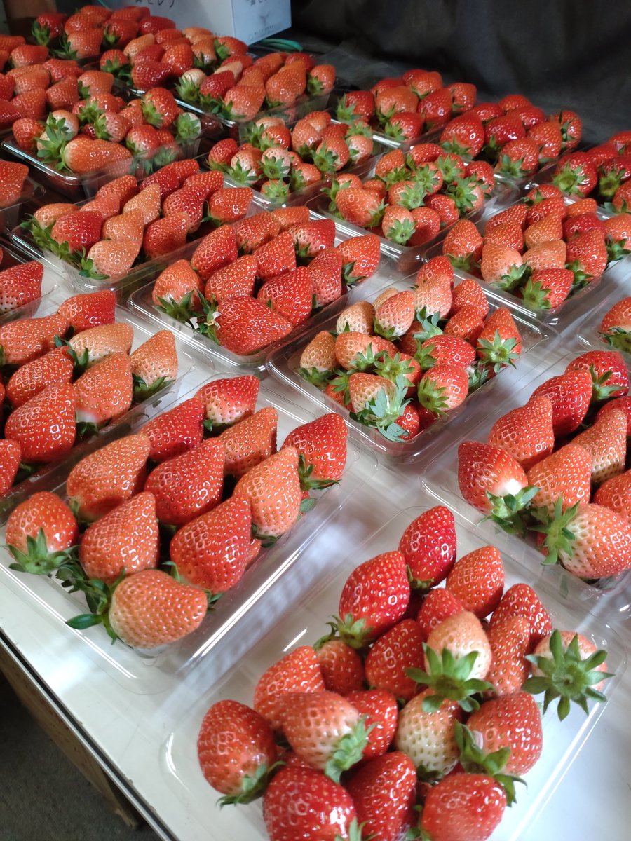 おはようございます✋
新入生・新社会人の皆さん
おめでとうございます🎉

さてさて
今シーズン最後の
＃プレゼント企画 です🍓
#いちご 🍓4パック入りを2名様へ✌️（サイズミックス)

応募期間
4月9日木曜日午前9時まで

応募方法
①アカウントのフォロー
②ポストのリポスト&amp;いいね👍