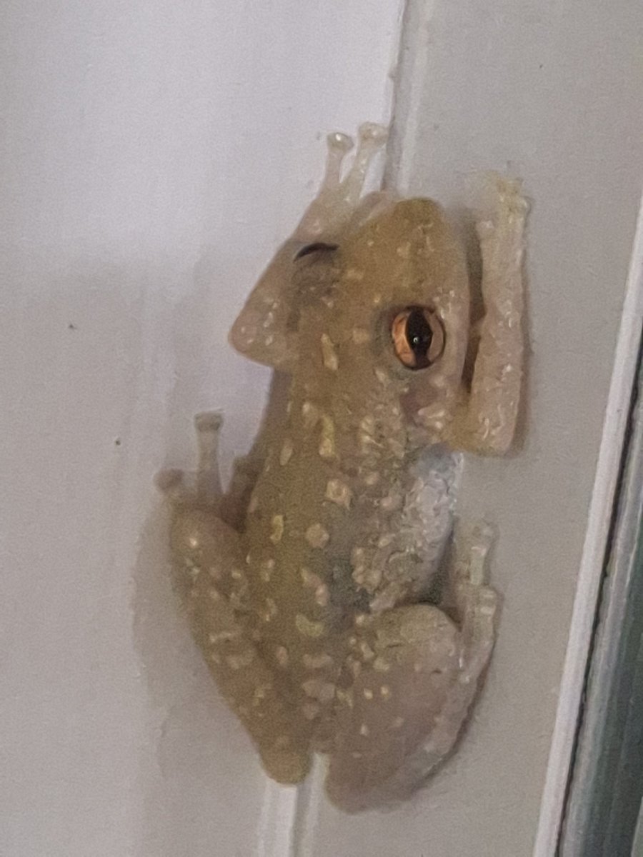 ทริซ🍦VAI VER O LYKN tweet media