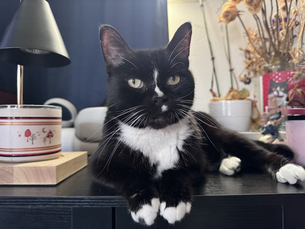 ⏾ Nights ⟡ tweet media