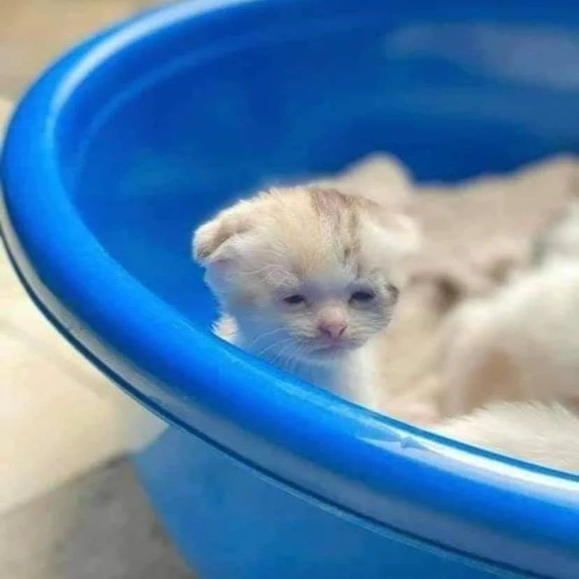 PunchingCat tweet picture