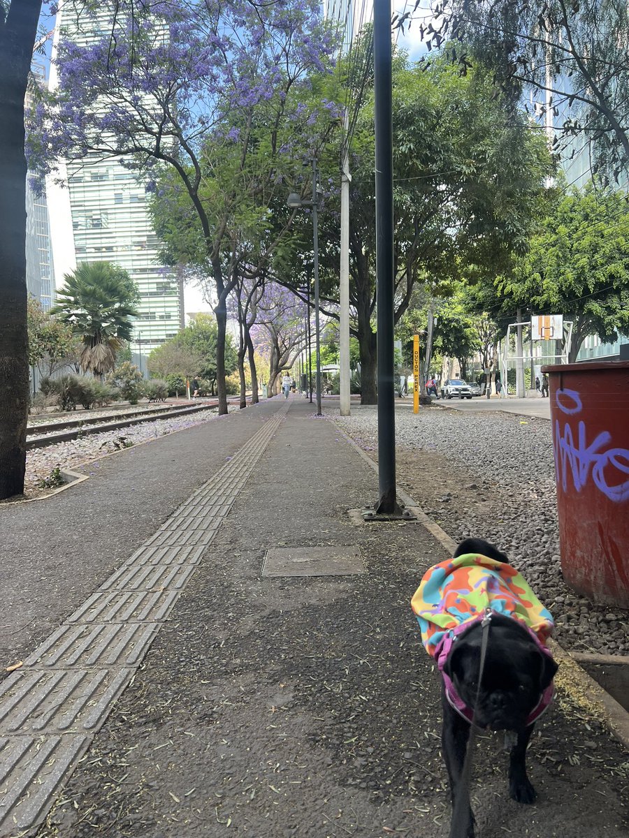 CarlieGlez's tweet photo. jacarandas y tú 💜 https://t.co/a021lrh0YY