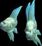 Guilda Brasileira de Monster Hunter tweet media