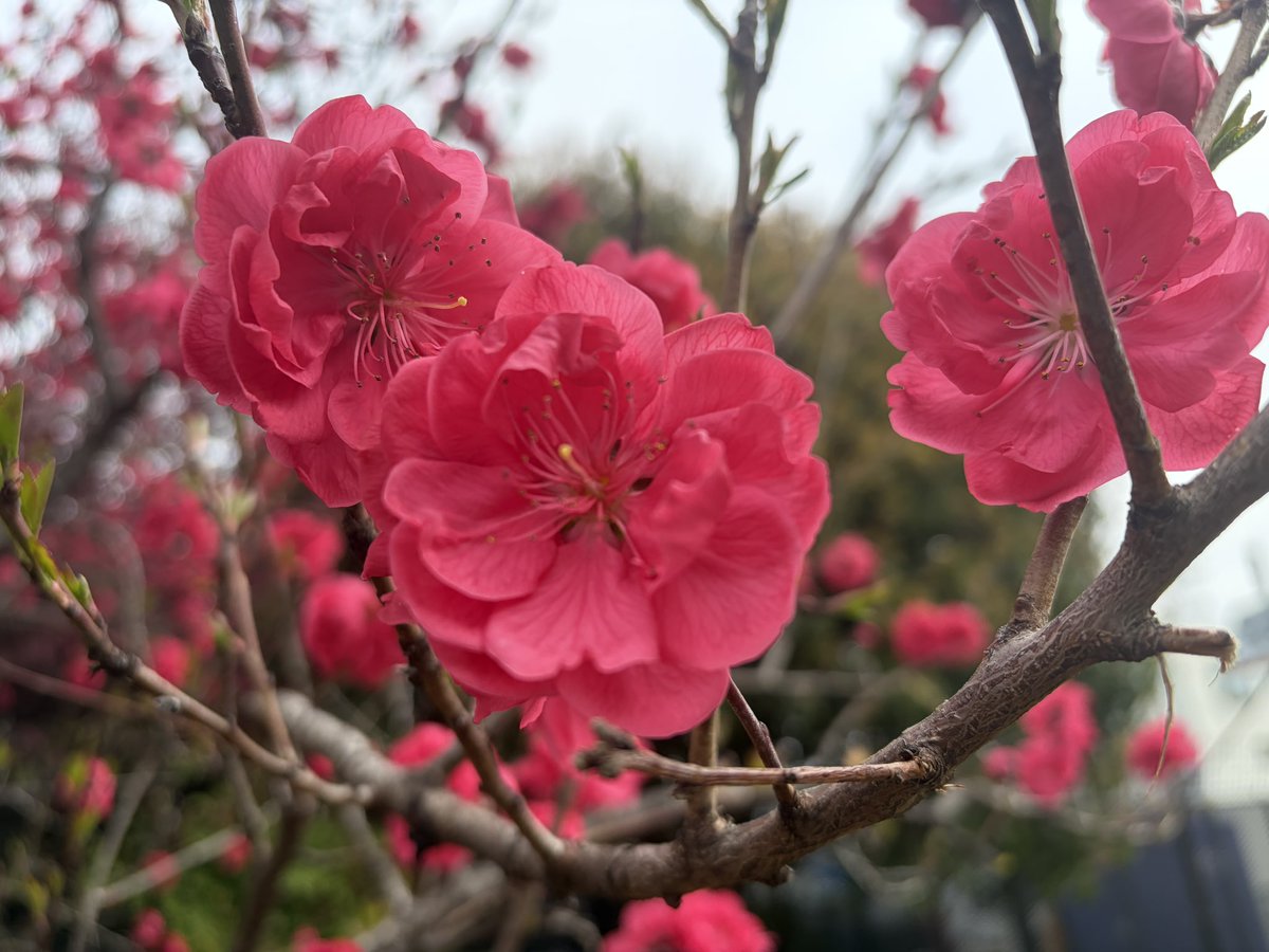 飯山陽 最新刊『中東戦争最前線』発売中！ tweet media