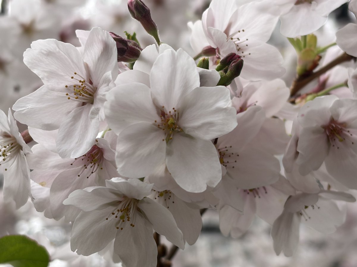 飯山陽 最新刊『中東戦争最前線』発売中！ tweet media