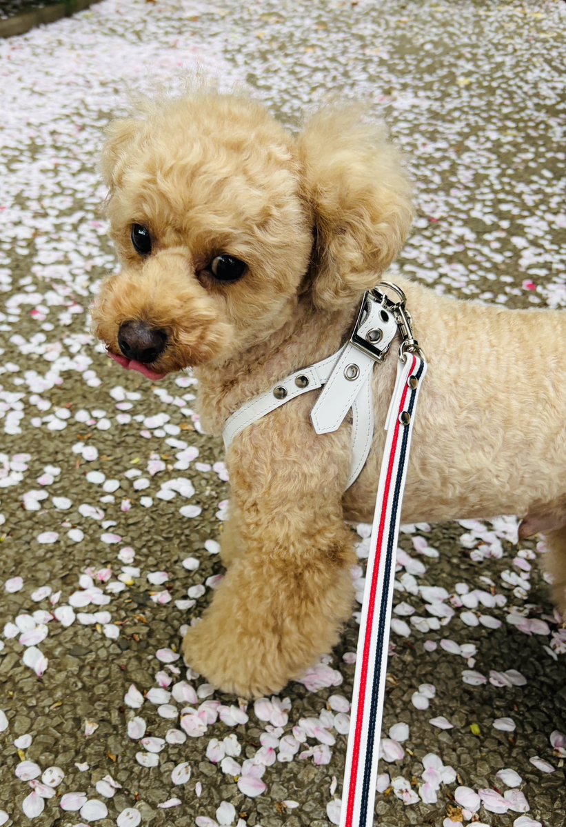 飯山陽 最新刊『中東戦争最前線』発売中！ tweet media