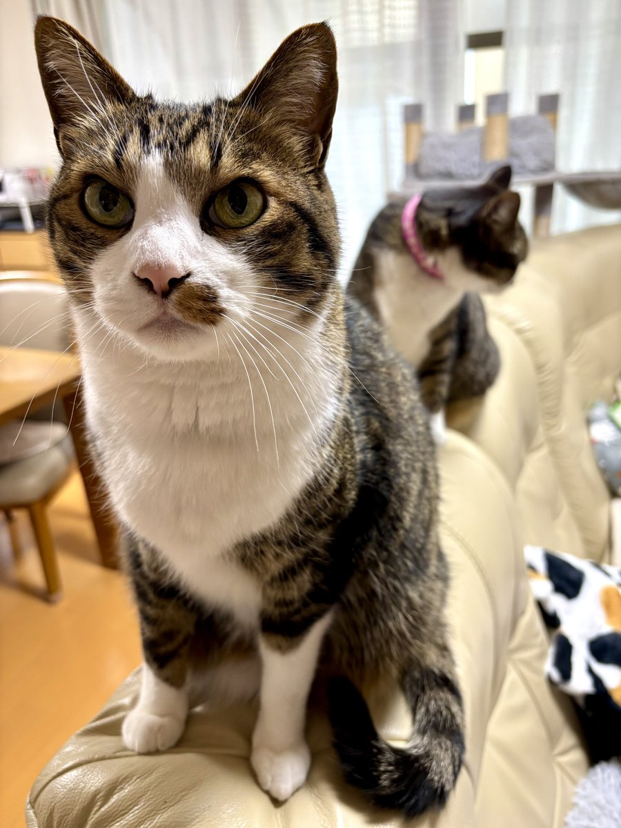 おはようございます\( 'ω')/