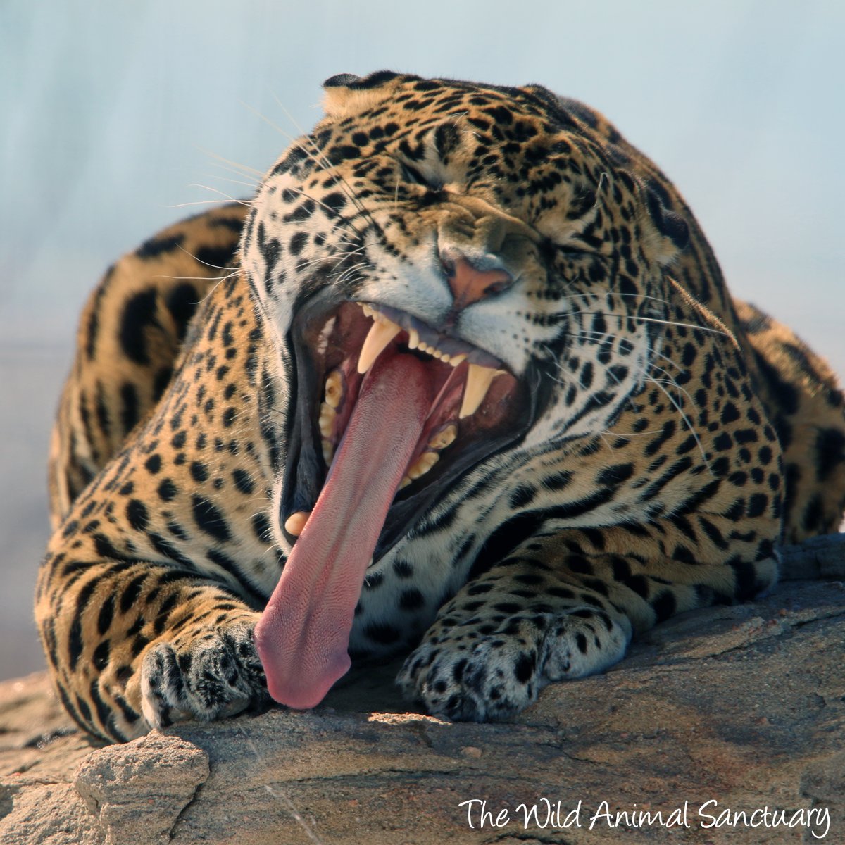 The Wild Animal Sanctuary tweet media