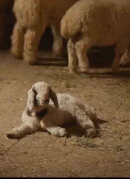 ʙ🇩🇿✨️ tweet media