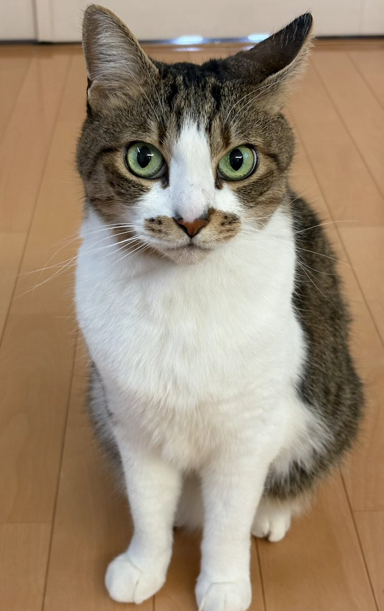 kijishiro-ao tweet media