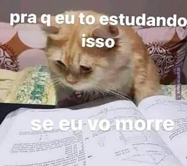 Shitpost só que de verdade tweet media