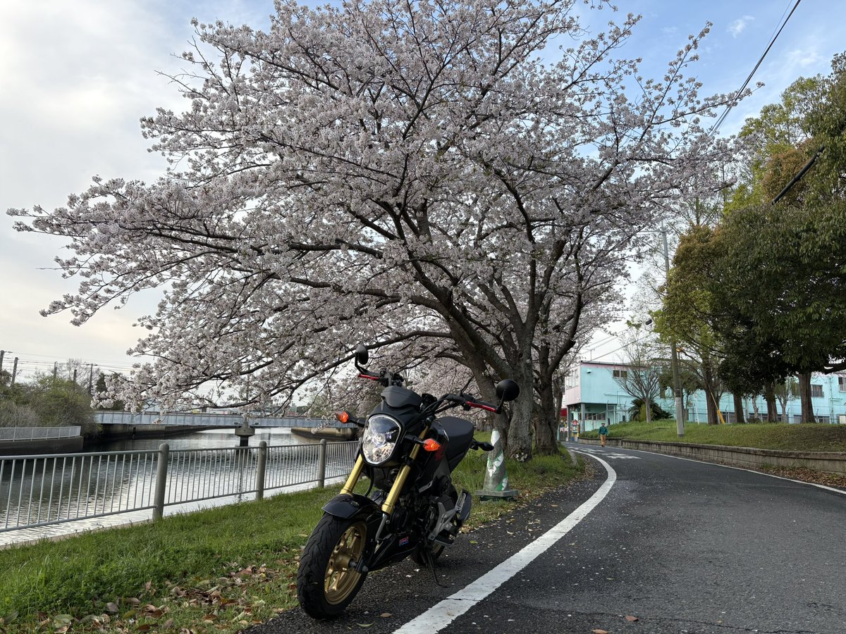 にゃんたろー tweet media